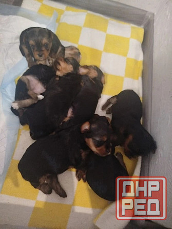 Продам щенков Донецк - изображение 5