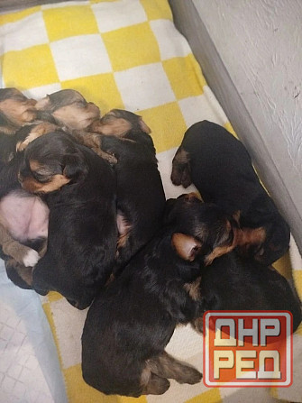 Продам щенков Донецк - изображение 3