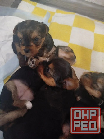 Продам щенков Донецк - изображение 7