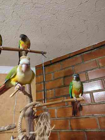 Попугай пиррура хипоксанта, выкормыши Донецк