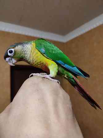 Попугай пиррура хипоксанта, выкормыши Донецк