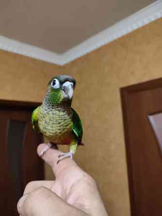 Попугай пиррура хипоксанта, выкормыши Донецк