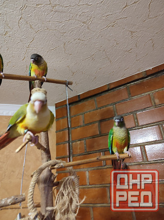 Попугай пиррура хипоксанта, выкормыши Донецк - изображение 2