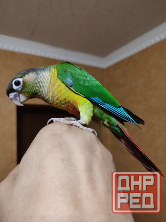 Попугай пиррура хипоксанта, выкормыши Донецк - изображение 1