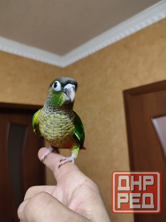 Попугай пиррура хипоксанта, выкормыши Донецк - изображение 3