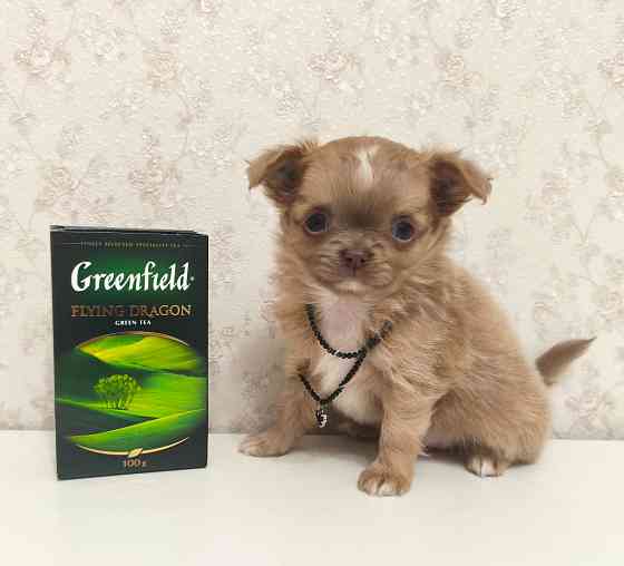 Чихуахуа девочка, эксклюзив! Донецк