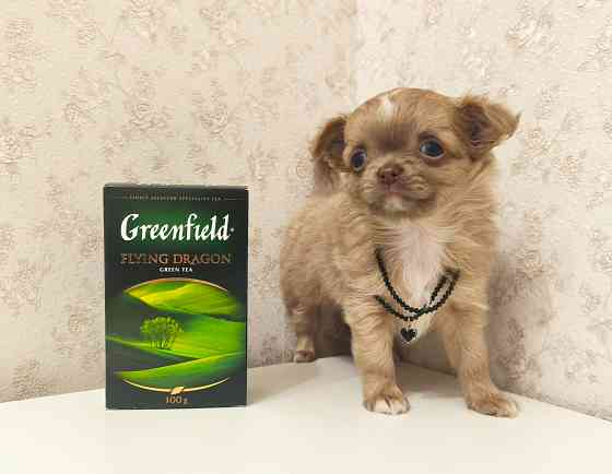 Чихуахуа девочка, эксклюзив! Донецк