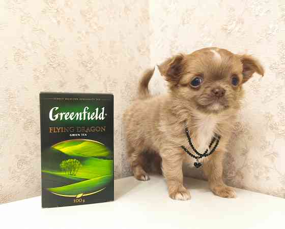 Чихуахуа девочка, эксклюзив! Донецк