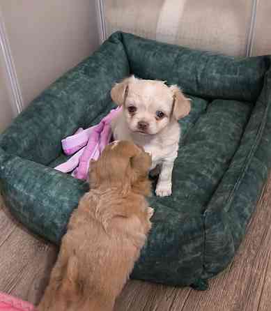 Чихуахуа щенки, эксклюзив! Донецк