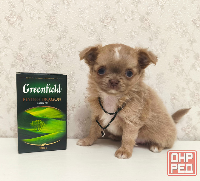 Чихуахуа девочка, эксклюзив! Донецк - изображение 3