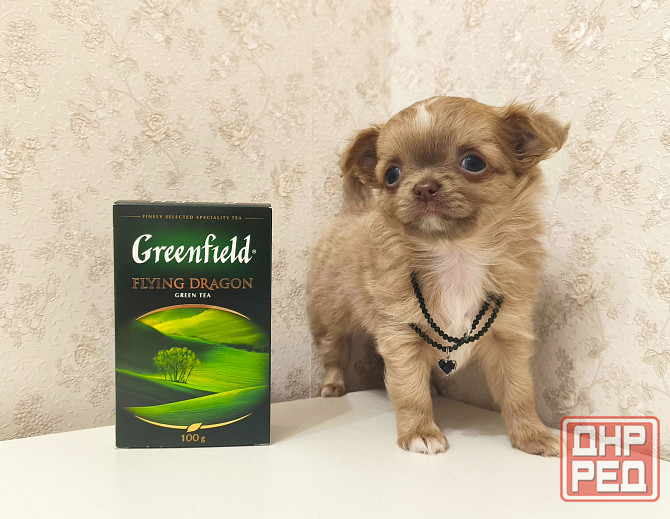 Чихуахуа девочка, эксклюзив! Донецк - изображение 2