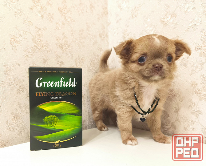 Чихуахуа девочка, эксклюзив! Донецк - изображение 1