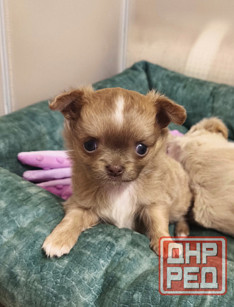 Чихуахуа щенки, эксклюзив! Донецк - изображение 1