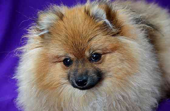 щенки шпица Донецк