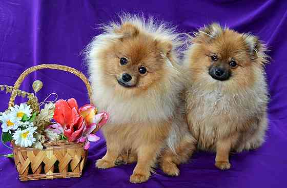 щенки шпица Донецк