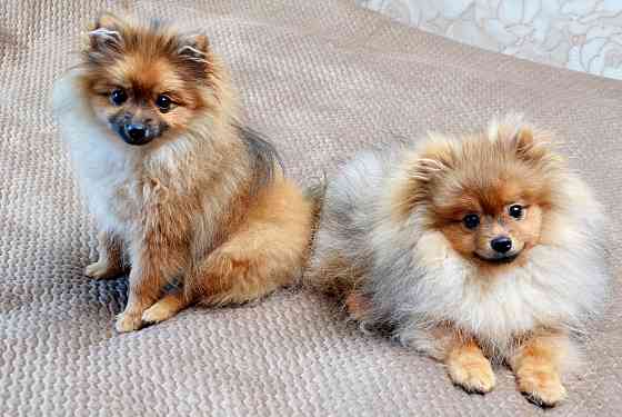 щенки шпица Донецк