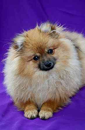 щенки шпица Донецк