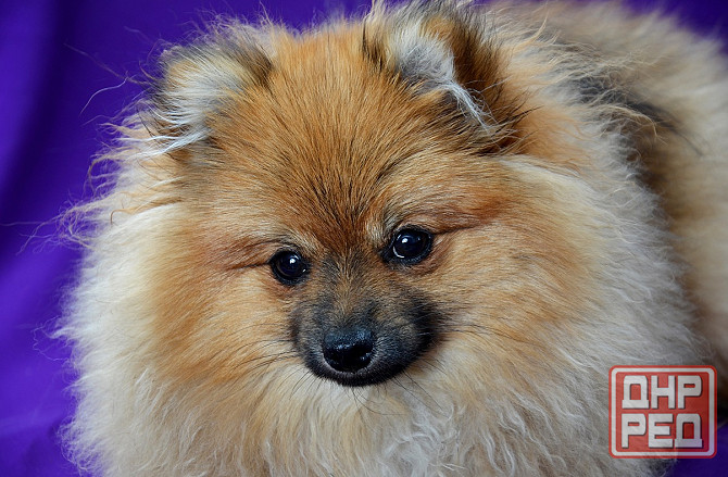 щенки шпица Донецк - изображение 3