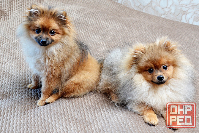 щенки шпица Донецк - изображение 1