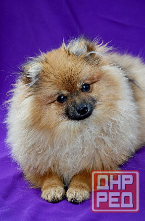 щенки шпица Донецк - изображение 4