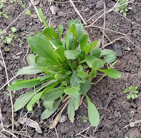 Рассада ромашки Макеевка