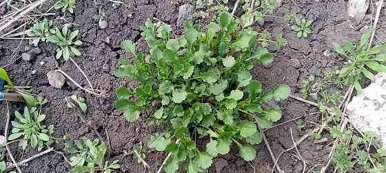 Рассада ромашки Макеевка