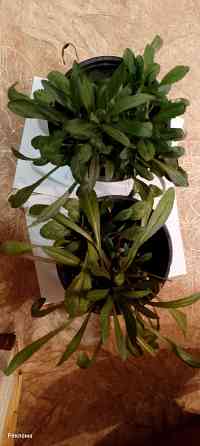 Рассада ромашки Макеевка