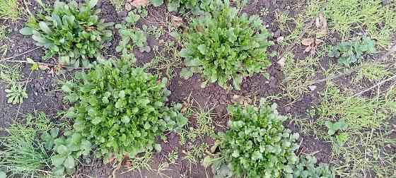 Рассада ромашки Макеевка