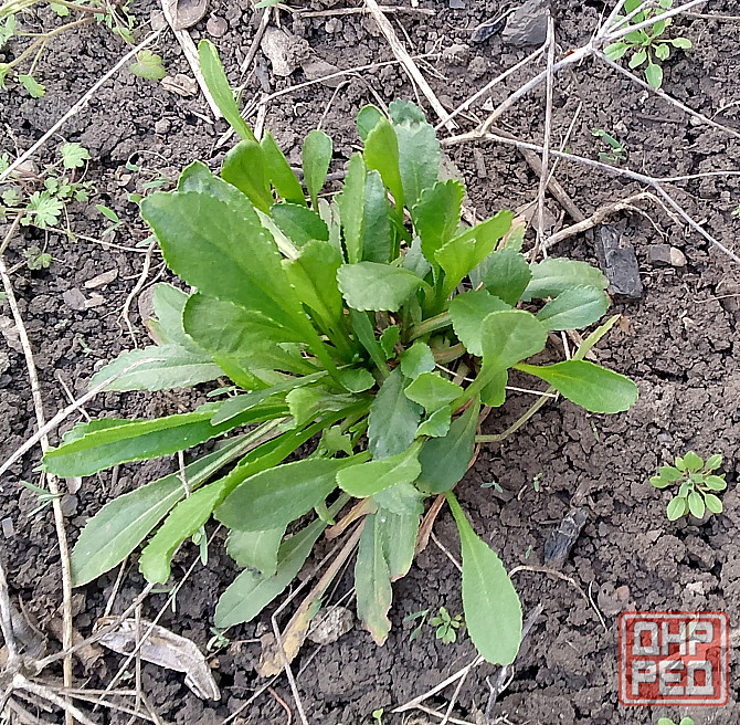 Рассада ромашки Макеевка - изображение 1