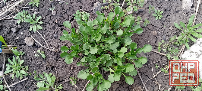 Рассада ромашки Макеевка - изображение 3