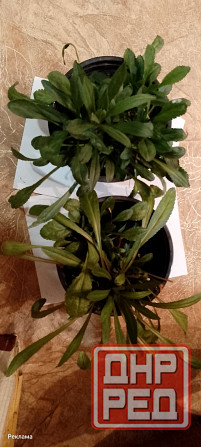 Рассада ромашки Макеевка - изображение 2