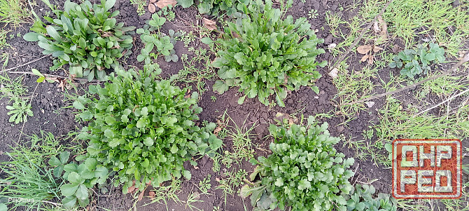 Рассада ромашки Макеевка - изображение 4