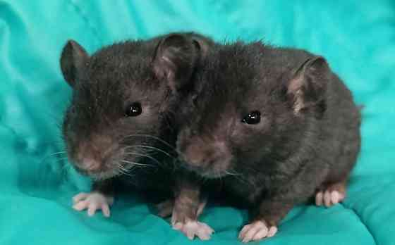 Кучерявые крысята рекс Луганск