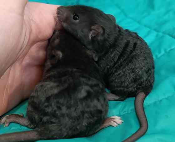 Кучерявые крысята рекс Луганск