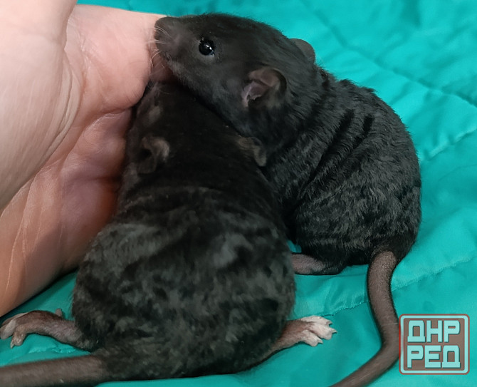 Кучерявые крысята рекс Луганск - изображение 2