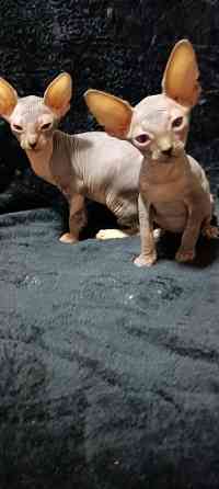 Сфинкс котята Донецк