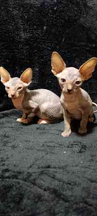 Сфинкс котята Донецк