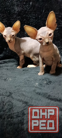 Сфинкс котята Донецк - изображение 1