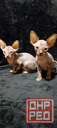 Сфинкс котята Донецк - изображение 2