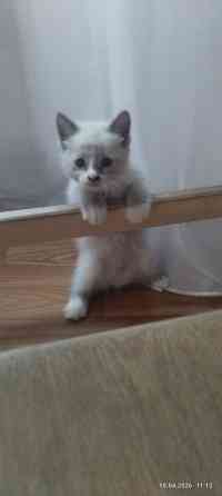 Продам котёнка (мальчик) Донецк