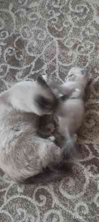 Продам котёнка (мальчик) Донецк