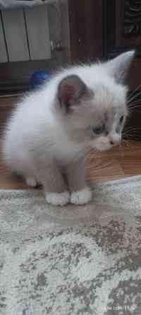 Продам котёнка (мальчик) Донецк