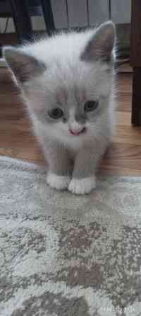 Продам котёнка (мальчик) Донецк