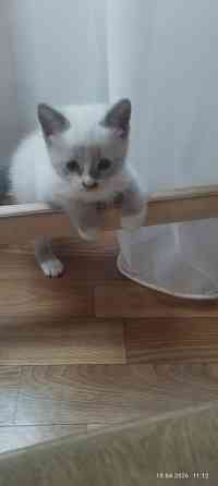 Продам котёнка (мальчик) Донецк