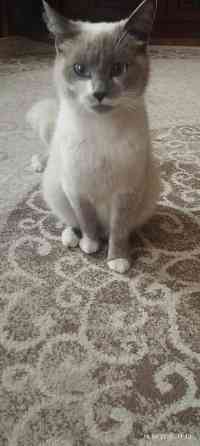 Продам котёнка (мальчик) Донецк