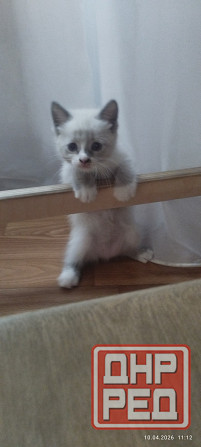 Продам котёнка (мальчик) Донецк - изображение 1