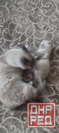 Продам котёнка (мальчик) Донецк - изображение 6