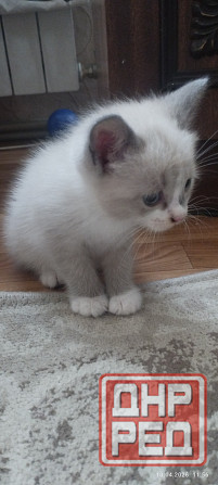 Продам котёнка (мальчик) Донецк - изображение 4