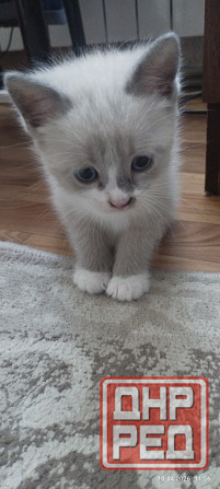 Продам котёнка (мальчик) Донецк - изображение 3