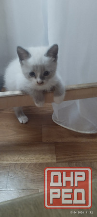 Продам котёнка (мальчик) Донецк - изображение 2